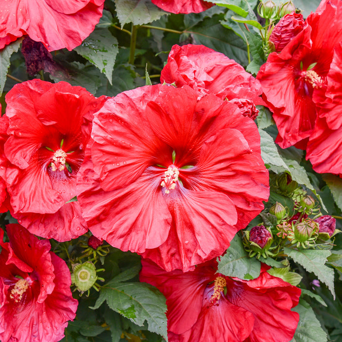 Hardy Hibiscus Summerific® Valentine Crush™ - 2 Gallon