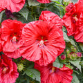 Hardy Hibiscus Summerific® Valentine Crush™ - 2 Gallon
