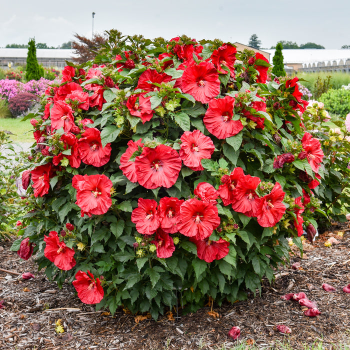 Hardy Hibiscus Summerific® Valentine Crush™ - 2 Gallon