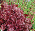 Heuchera Berry Marmalade Coral Bells  - 2 Gallon