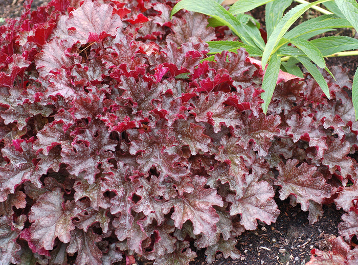 Heuchera Berry Marmalade Coral Bells  - 2 Gallon