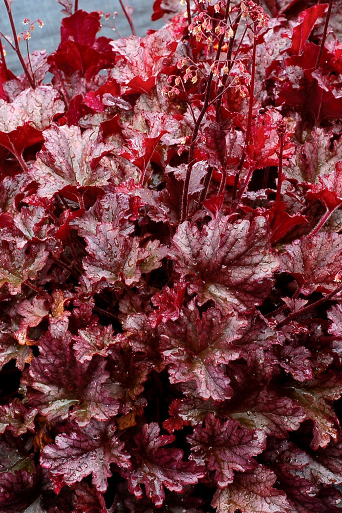 Heuchera Berry Marmalade Coral Bells  - 2 Gallon