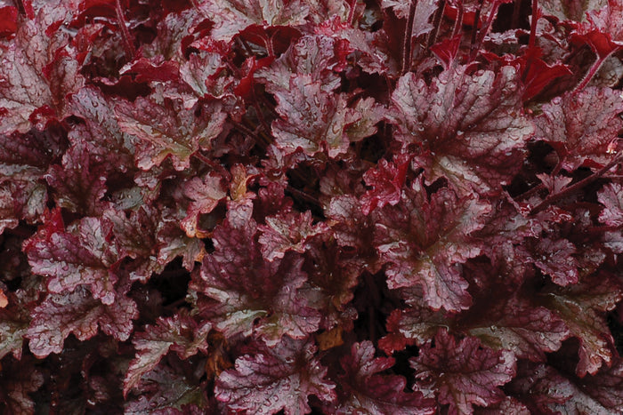 Heuchera Berry Marmalade Coral Bells  - 2 Gallon
