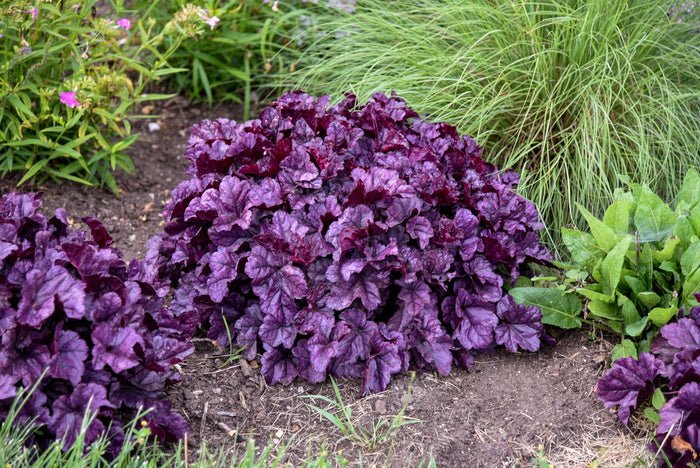 Heuchera Dolce® Wildberry Coral Bells- 1 Gallon