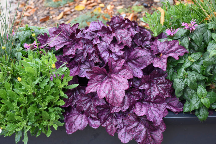Heuchera Dolce® Wildberry Coral Bells- 1 Gallon