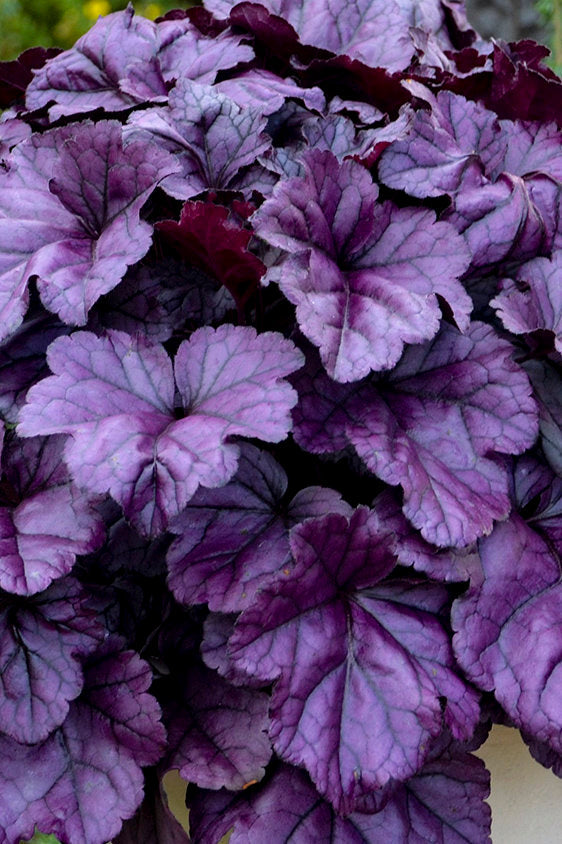 Heuchera Dolce® Wildberry Coral Bells- 1 Gallon