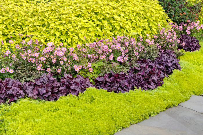 Heuchera Dolce® Wildberry Coral Bells- 1 Gallon