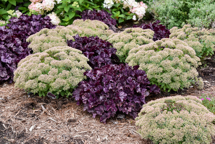Heuchera Dolce® Wildberry Coral Bells- 1 Gallon