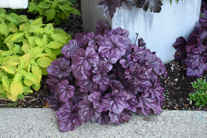 Heuchera Dolce® Wildberry Coral Bells- 1 Gallon
