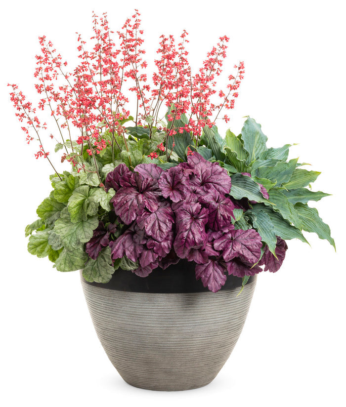 Heuchera Dolce® Wildberry Coral Bells- 1 Gallon