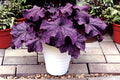 Heuchera GRANDE™ Amethyst Coral Bells- 2 Gallon