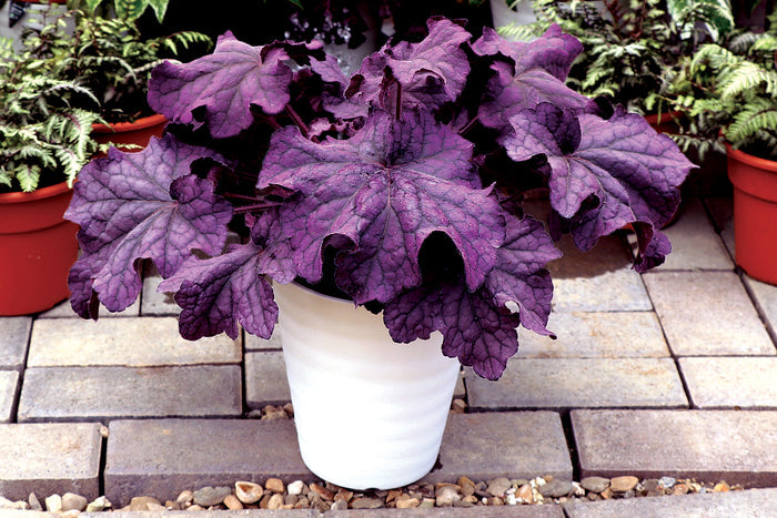 Heuchera GRANDE™ Amethyst Coral Bells- 2 Gallon