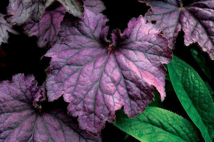 Heuchera GRANDE™ Amethyst Coral Bells- 2 Gallon