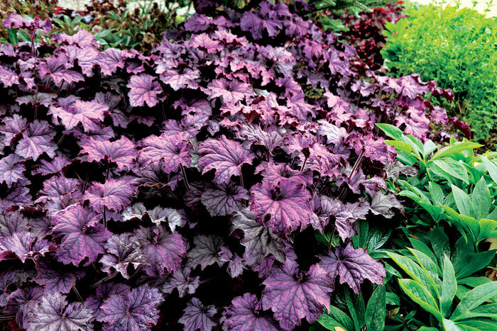 Heuchera GRANDE™ Amethyst Coral Bells- 2 Gallon