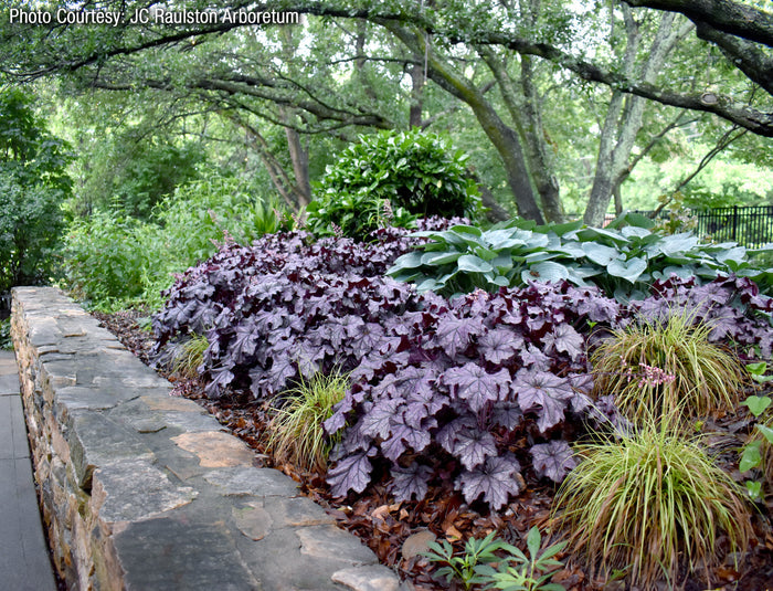 Heuchera GRANDE™ Amethyst Coral Bells- 2 Gallon