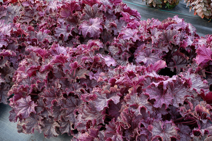 Heuchera GRANDE™ Amethyst Coral Bells- 2 Gallon