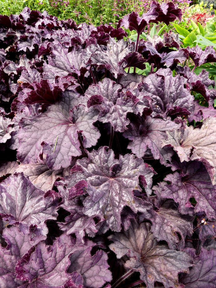 Heuchera GRANDE™ Amethyst Coral Bells- 2 Gallon