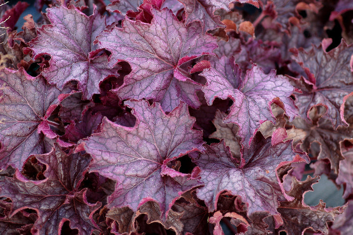 Heuchera GRANDE™ Amethyst Coral Bells- 2 Gallon