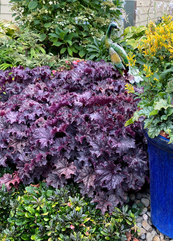 Heuchera GRANDE™ Amethyst Coral Bells- 2 Gallon