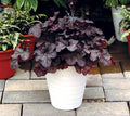 Heuchera GRANDE™ Black Coral Bells - 2 Gallon