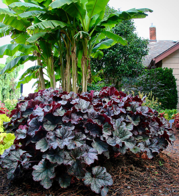 Heuchera GRANDE™ Black Coral Bells - 2 Gallon