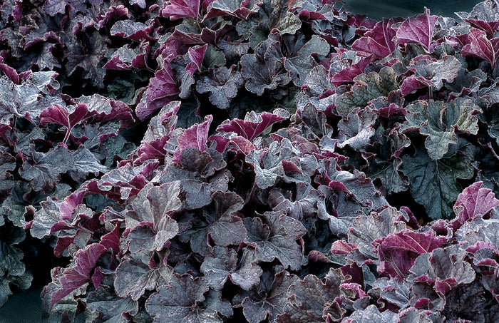 Heuchera GRANDE™ Black Coral Bells - 2 Gallon