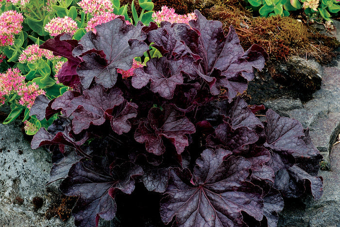 Heuchera GRANDE™ Black Coral Bells - 2 Gallon