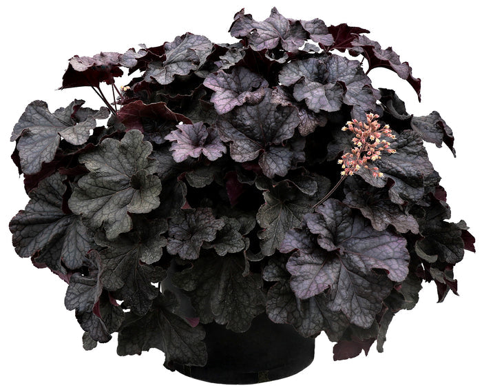 Heuchera GRANDE™ Black Coral Bells - 2 Gallon
