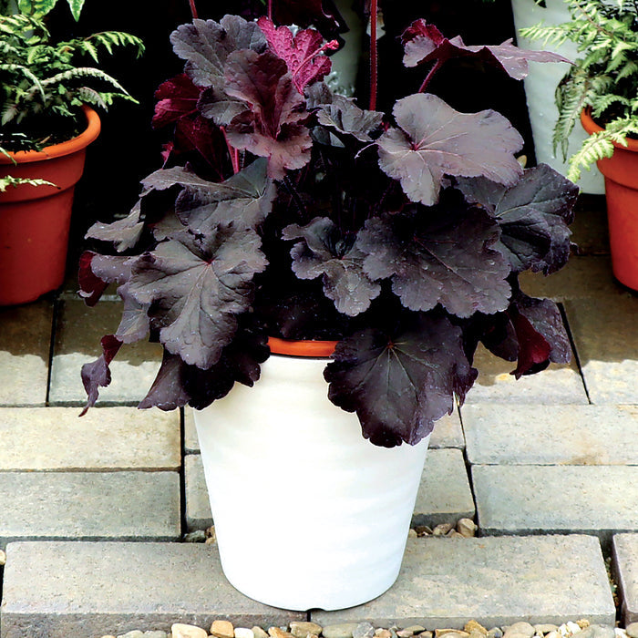 Heuchera Northern Exposure™ Black Coral Bells - 2 Gallon