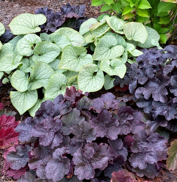 Heuchera Northern Exposure™ Black Coral Bells - 2 Gallon