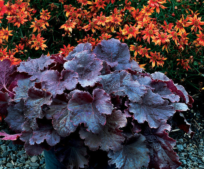 Heuchera Northern Exposure™ Black Coral Bells - 2 Gallon