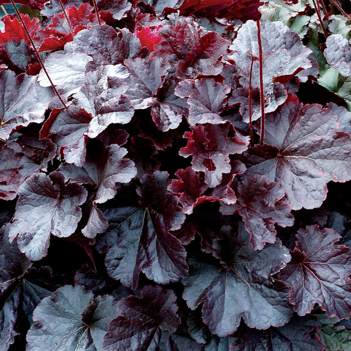 Heuchera Northern Exposure™ Black Coral Bells - 2 Gallon