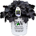 Heuchera Primo® Black Pearl Coral Bells - 1 Gallon