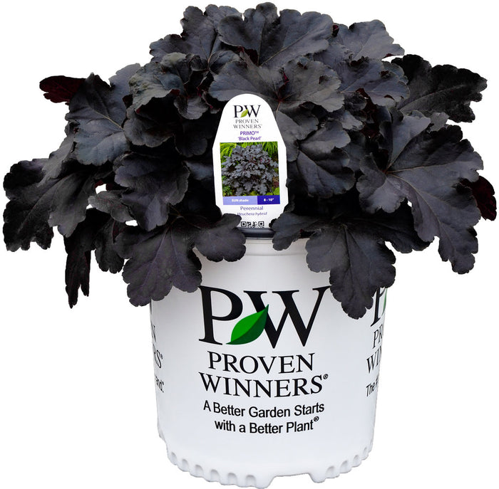 Heuchera Primo® Black Pearl Coral Bells - 1 Gallon
