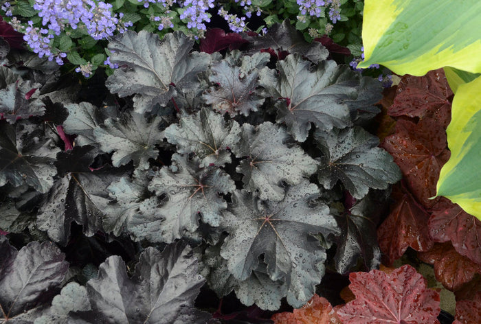 Heuchera Primo® Black Pearl Coral Bells - 1 Gallon