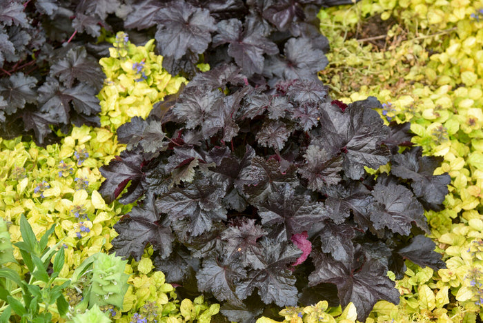 Heuchera Primo® Black Pearl Coral Bells - 1 Gallon