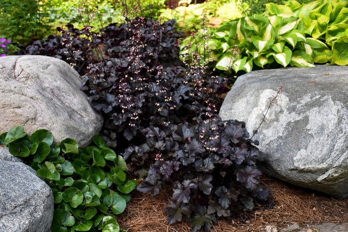 Heuchera Primo® Black Pearl Coral Bells - 1 Gallon