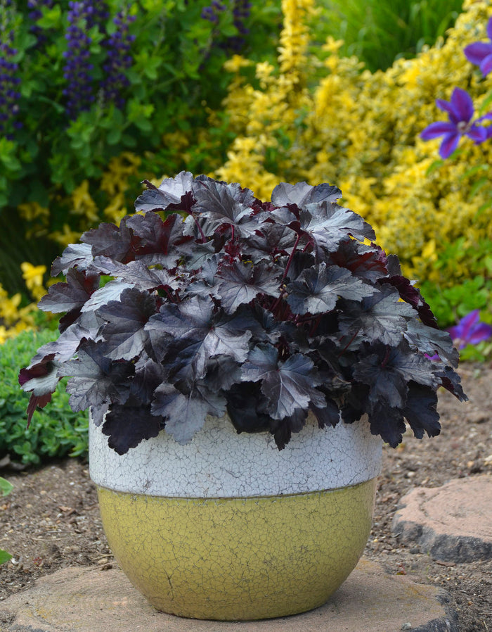 Heuchera Primo® Black Pearl Coral Bells - 1 Gallon