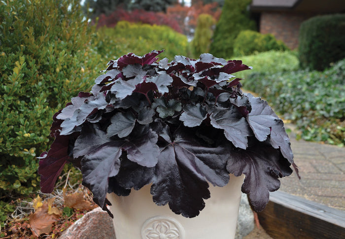 Heuchera Primo® Black Pearl Coral Bells - 1 Gallon