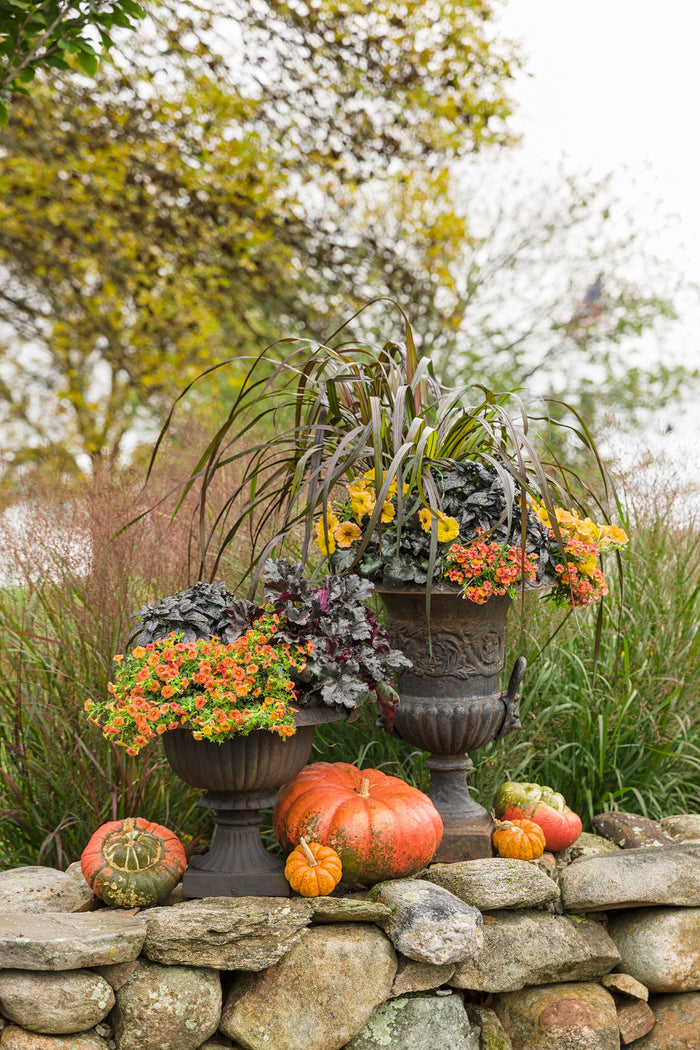 Heuchera Primo® Black Pearl Coral Bells - 1 Gallon