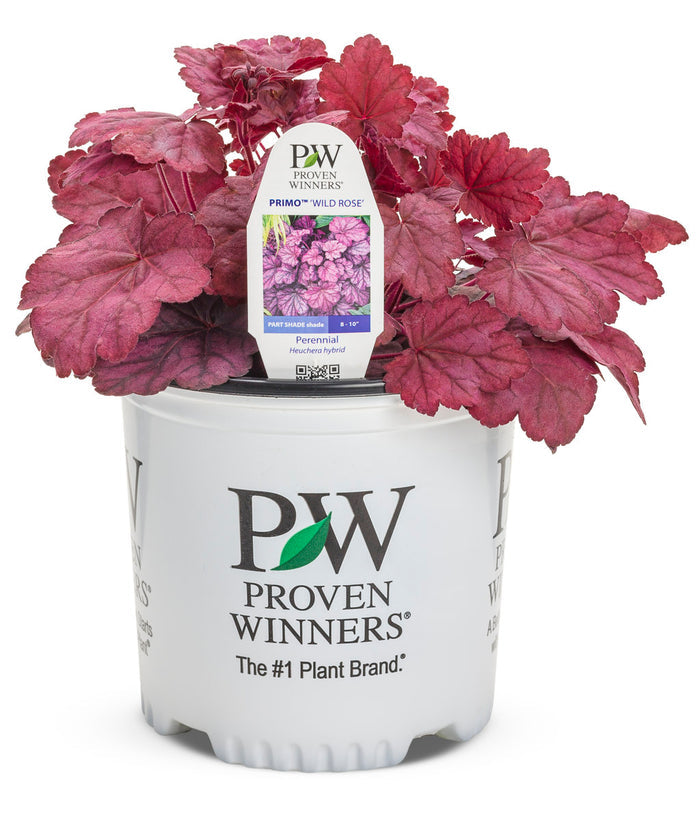 Heuchera Primo® Wild Rose Coral Bells - 1 Gallon