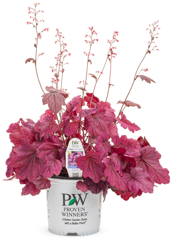 Heuchera Primo® Wild Rose Coral Bells - 1 Gallon