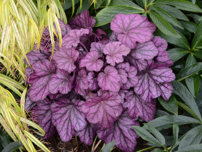 Heuchera Primo® Wild Rose Coral Bells - 1 Gallon