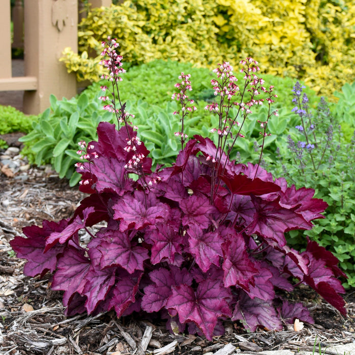 Heuchera Primo® Wild Rose Coral Bells - 1 Gallon