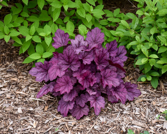 Heuchera Primo® Wild Rose Coral Bells - 1 Gallon