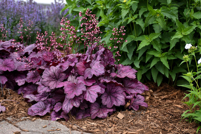 Heuchera Primo® Wild Rose Coral Bells - 1 Gallon