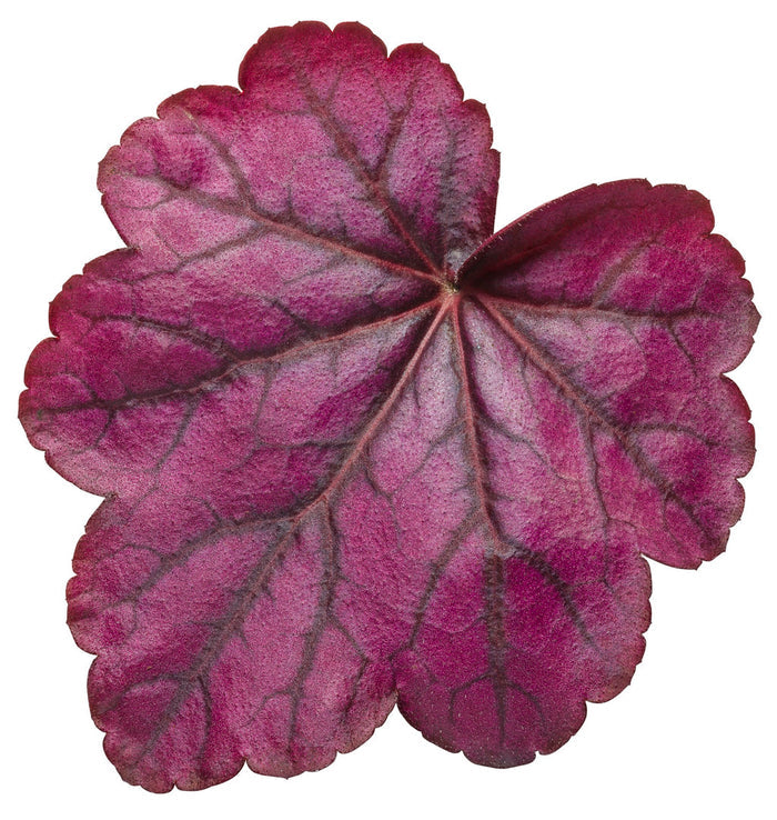 Heuchera Primo® Wild Rose Coral Bells - 1 Gallon