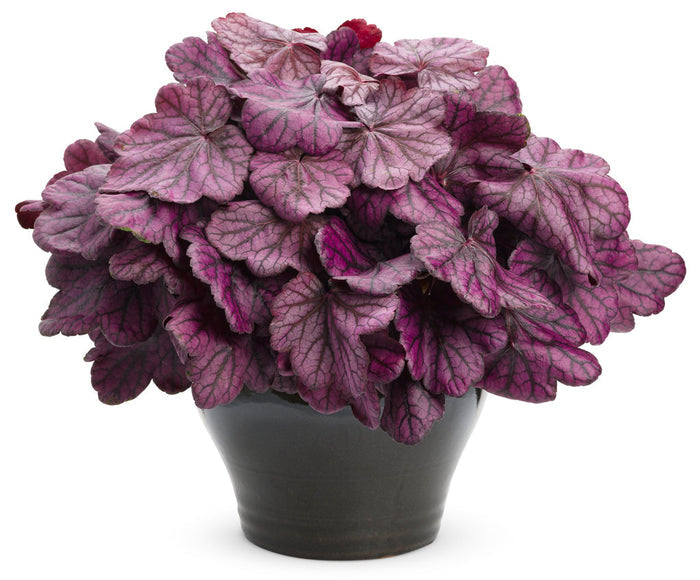 Heuchera Primo® Wild Rose Coral Bells - 1 Gallon