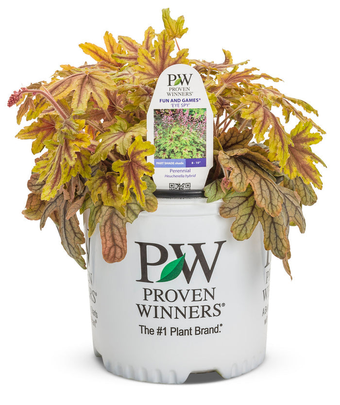 Heucherella Fun and Games® Eye Spy - 1 Gallon