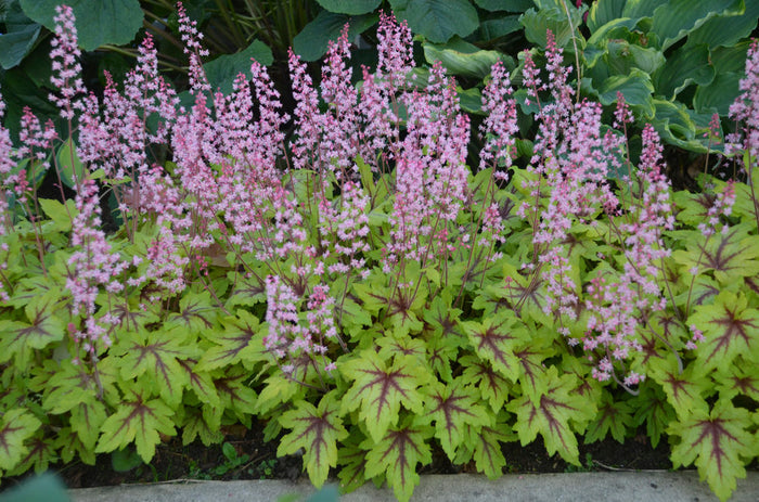Heucherella Fun and Games® Eye Spy - 1 Gallon
